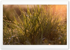 Morning Dew Drops on Grass