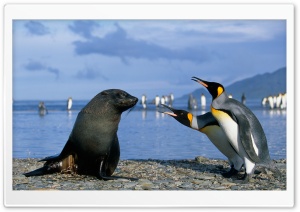 Two King Penguins And A Seal,...