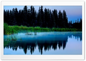 Misty Lake And Dark Forest