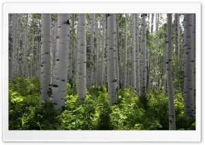 Aspen Forest Trees, Colorado