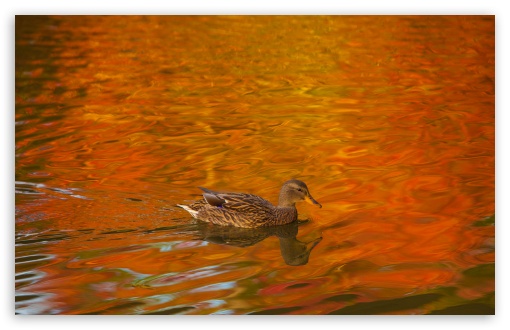 Download Duck, Lake, Autumn UltraHD Wallpaper