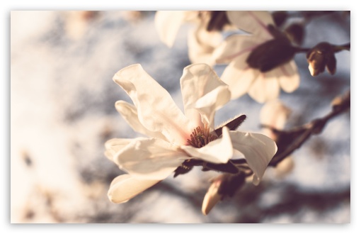 Download Pale Spring Flowers UltraHD Wallpaper