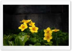 Yellow Flowers