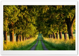 Beautiful Country Road, Tree...