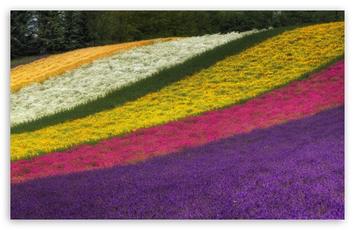 Download Rainbow Fields UltraHD Wallpaper