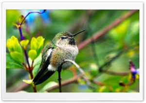 Fluffy Hummingbird
