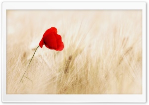 Red Poppy, Golden Wheat Field