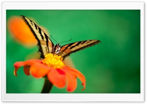 Butterfly, Orange Flower