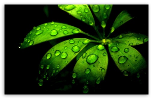 Download Green Flower UltraHD Wallpaper