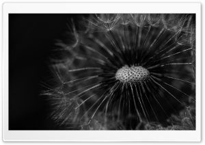 Delicate Dandelion Head,...