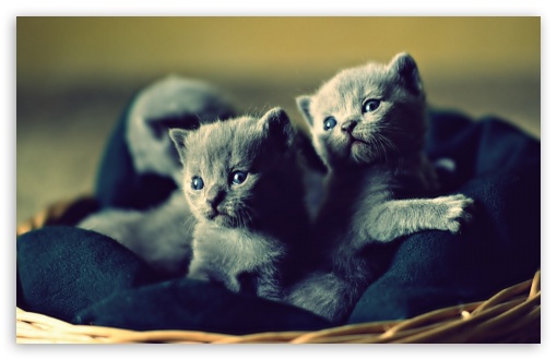 Download Adorable Grey Kittens UltraHD Wallpaper