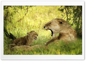 Lioness Roaring With Cub