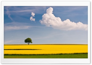 Rape Field and Tree