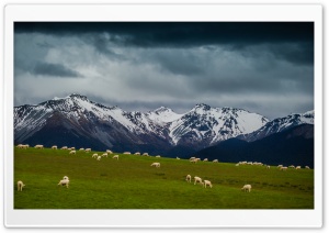 Sheep On Mountain Pasture