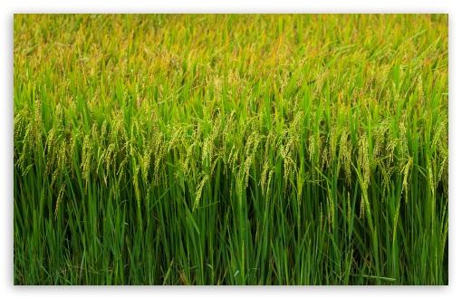 Download Green Rice Fields UltraHD Wallpaper