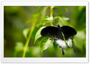 Black And White Butterfly