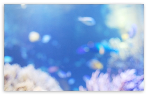 Download Fish Aquarium UltraHD Wallpaper