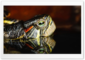 Turtle Reflection