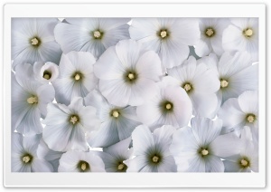 Soft White Flowers