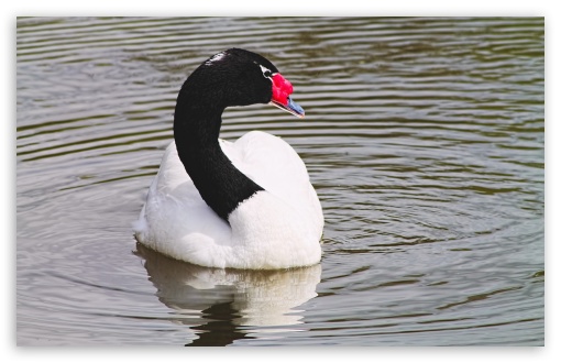 Download Black-necked Swan UltraHD Wallpaper