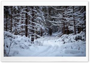 Forest Trail In The Snow