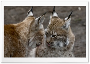 Cute Lynx Animals