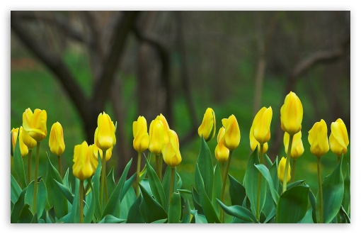 Download Yellow Tulips UltraHD Wallpaper