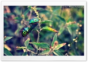 Beetles...
