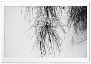 Pine Needles Black and White