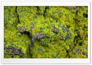 Lichens On Rock