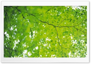 Branch With Green Leaves 22