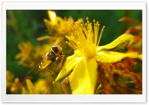 Hoverfly