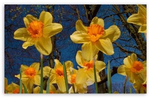 Download Daffodils Exhibition UltraHD Wallpaper