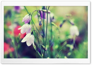 Purple Bells (Flowers)