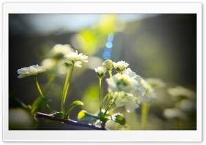 White Little Flowers