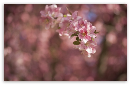 Download Crabapple Tree Flowers UltraHD Wallpaper