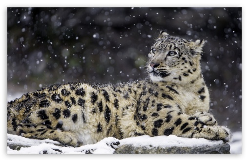 Download Beautiful Snow Leopard Wild Animal,... UltraHD Wallpaper