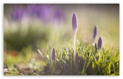 Download Purple Crocuses Flowers, Spring UltraHD Wallpaper