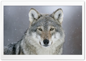 Predator Wolf Snow