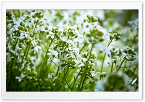 White Field Flowers