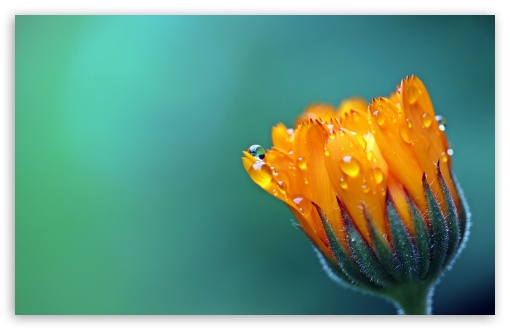 Download Calendula Marigold Flower UltraHD Wallpaper