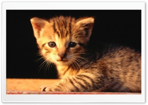 Newborn Tabby Kitten