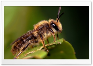 Bee On A Leaf Macro