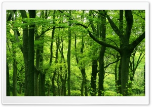 Green Forest, Summer