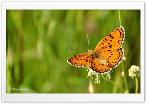Butterfly with Kurdistan Nature