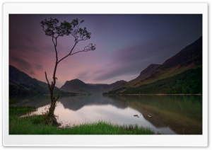 Lone Tree, Lake, Buttermere,...