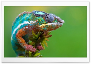 Colored Chameleon