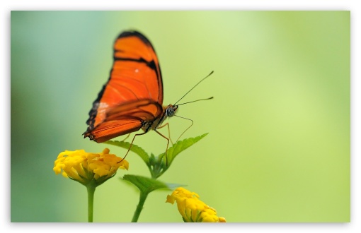 Download Orange Butterfly UltraHD Wallpaper