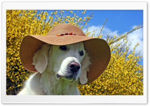 Labrador Wearing Beach Hat