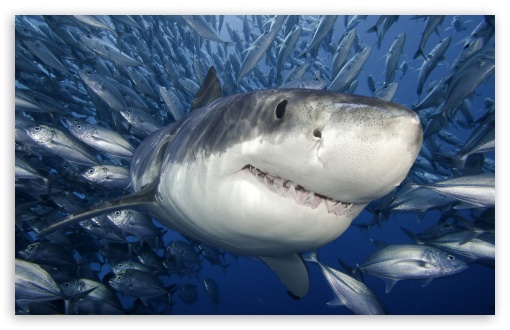 Download Great White Shark UltraHD Wallpaper